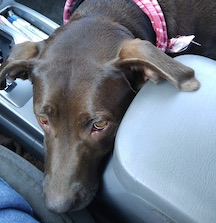 a chocolate lab sitting passenger in a car leans across to the drivers seat with an adorable expression