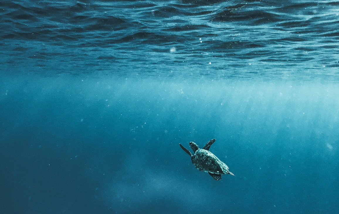 A turtle diving into the ocean
