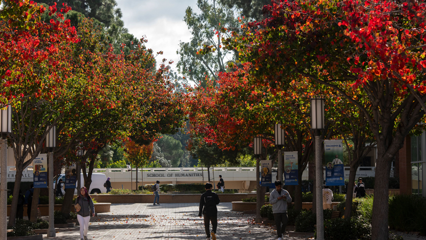 A walkway lined with trees