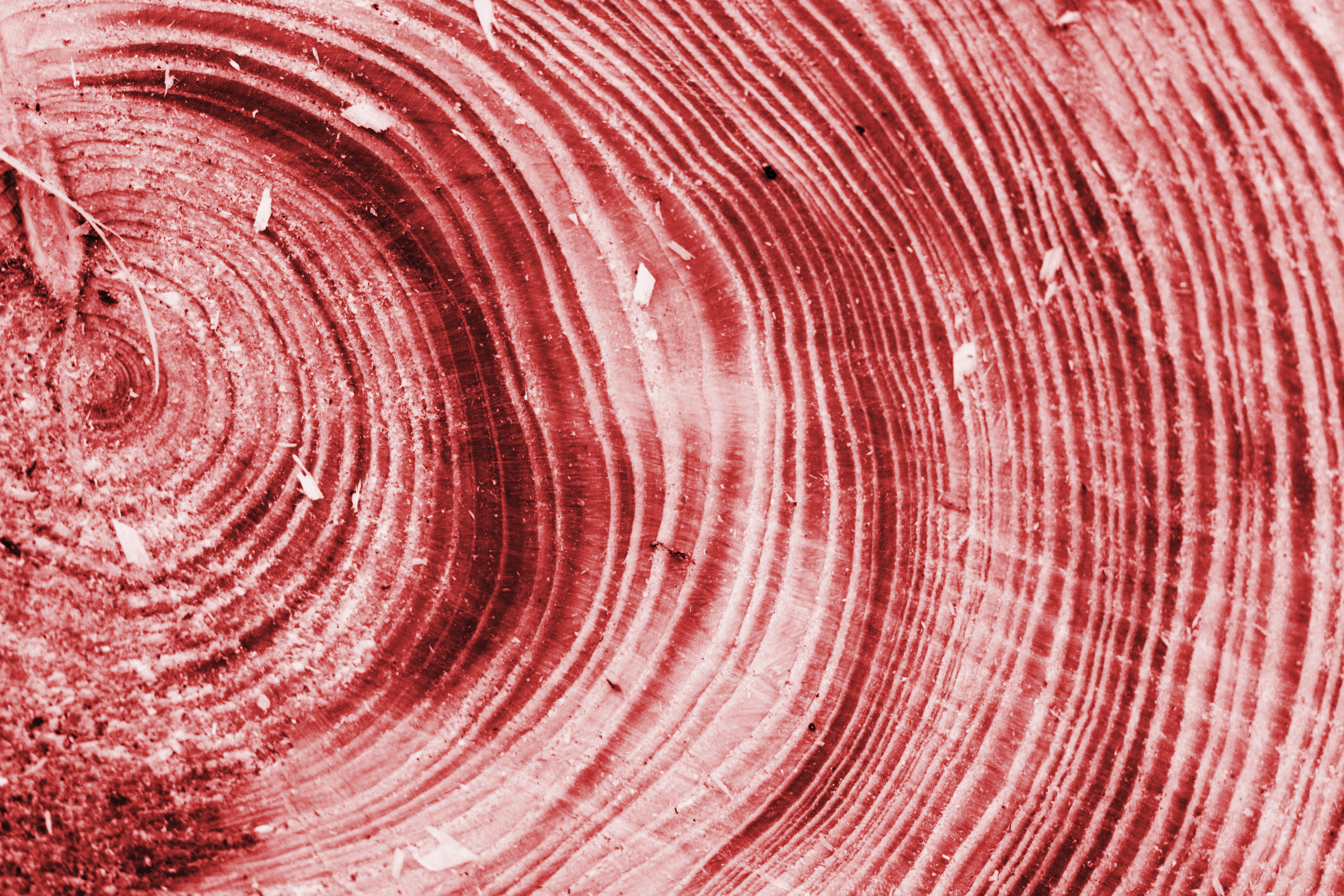 Red tree rings