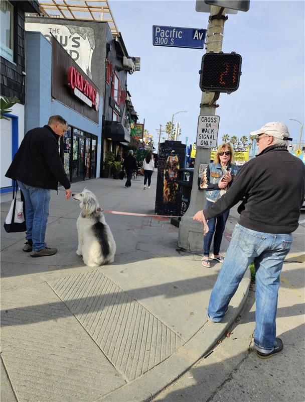 Man walking dog stopped for another pedestrian to pet dog on Venice Beach street