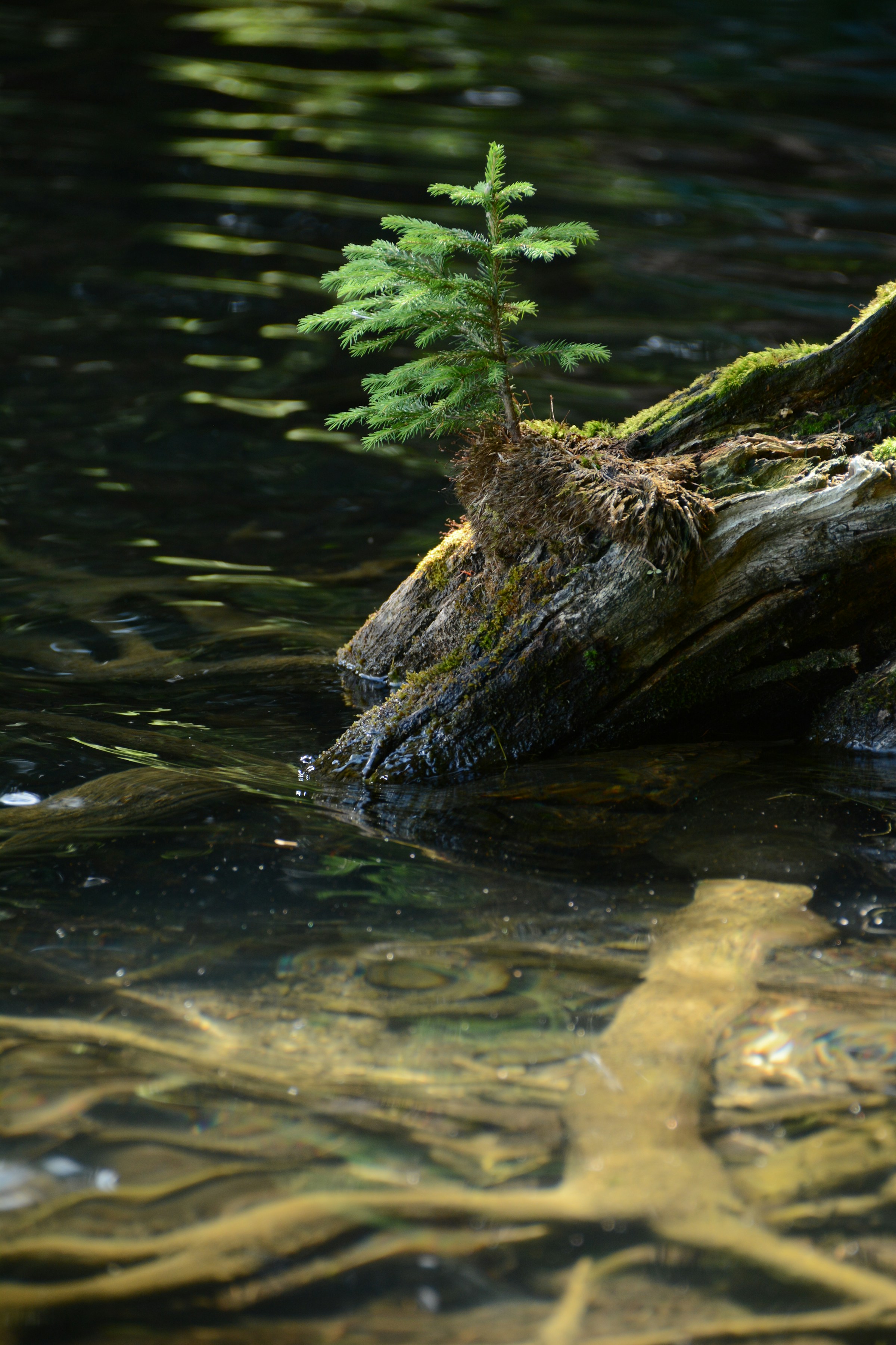 tiny tree on rock in stream