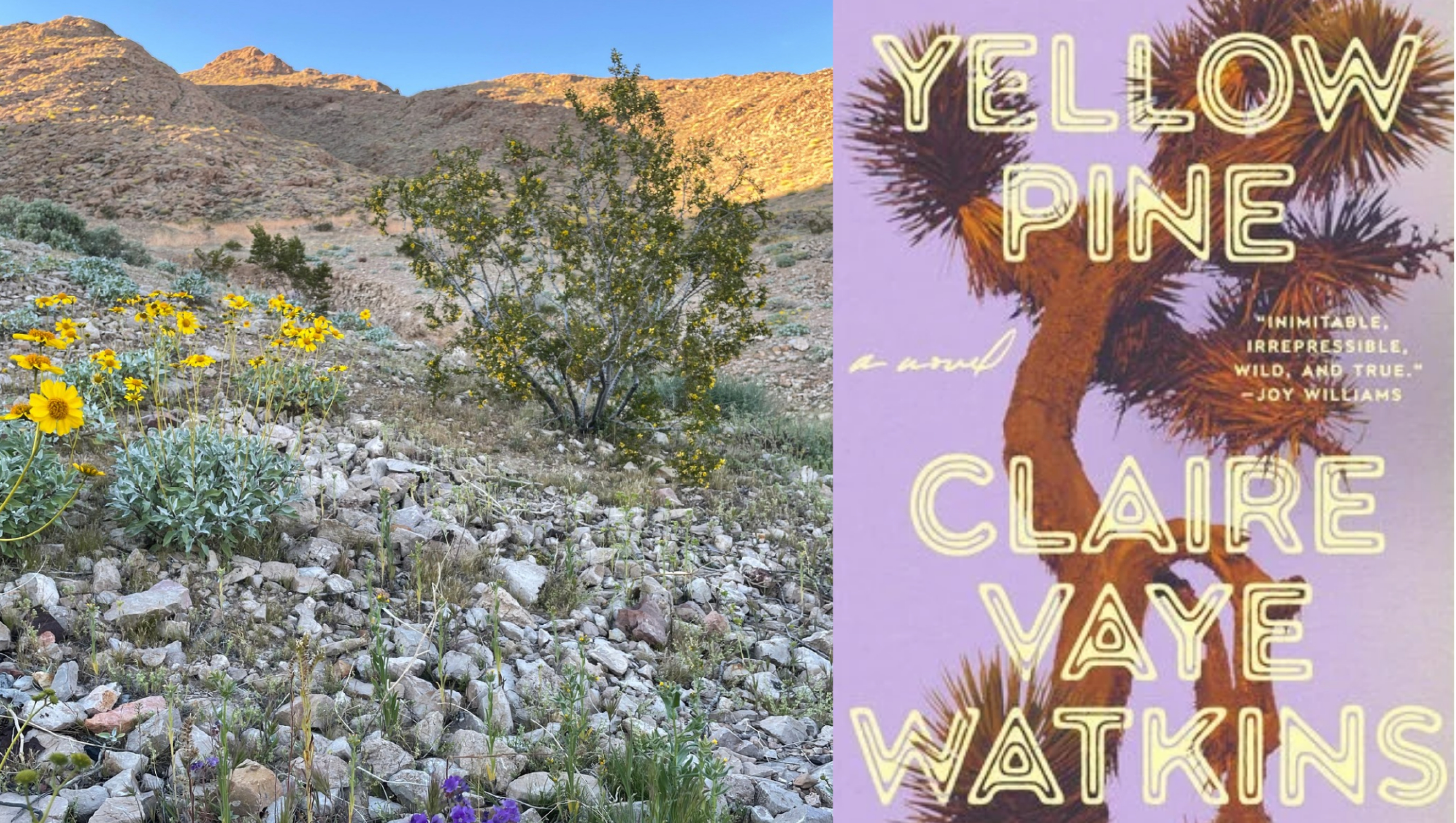 The Mojave desert with the cover of Claire Vaye Watkins "Yellow Pine: A Novel"