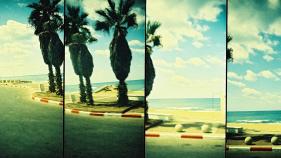 A segmented film photograph of palm trees