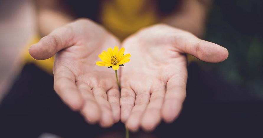 two hands open and holding small yellow flower