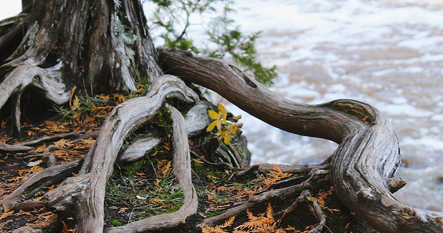 tree roots on edge of river bank