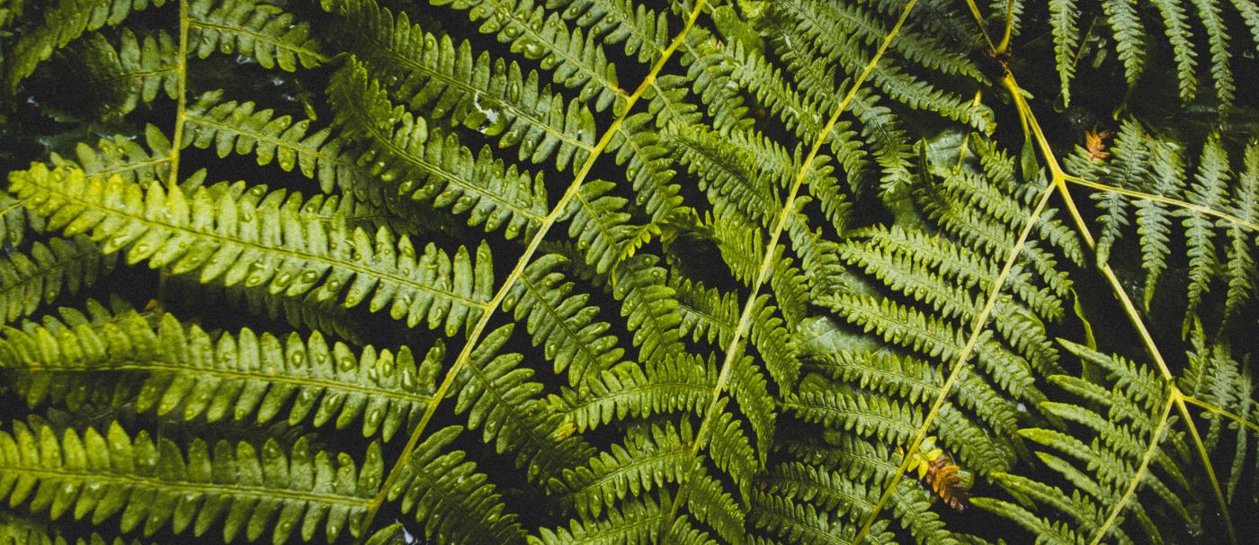 image of overlapping ferns