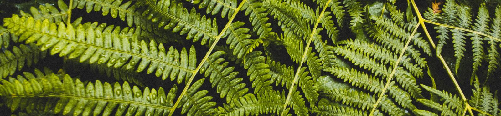 image of overlapping ferns