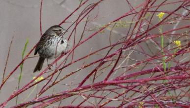 Photograph accompanying The Sparrow in Willow by poet Linda Thomas. The poem, which celebrates Orange County fauna, describes the moment in which this photo was taken.